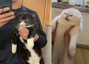 смешные коты