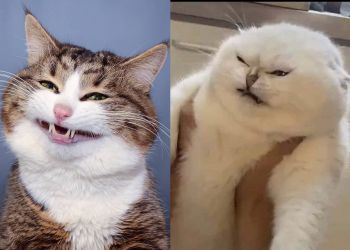 Эти неподражаемые коты: 30 веселящих фото