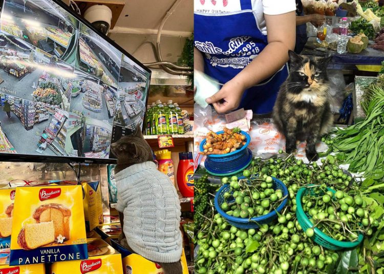 Коты за работой: 30 забавных фото