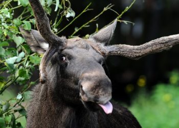 неудачные снимки животных