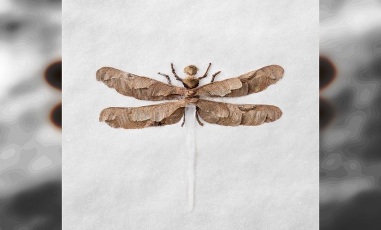 Удивительные портреты животных и насекомых, созданные из природных материалов