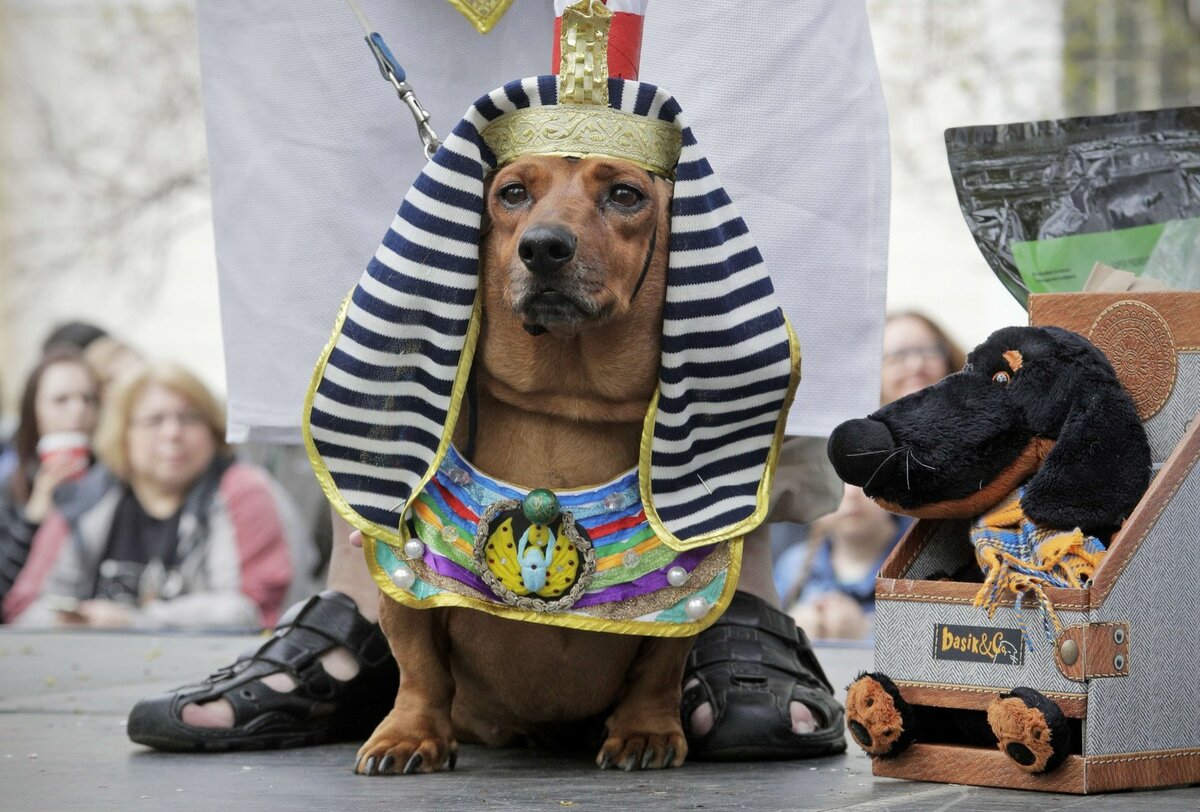 Canine Comedy: Dogs Rocking Hilarious Costumes