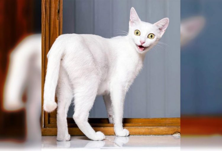 Эти неподражаемые коты: 30 веселящих фото