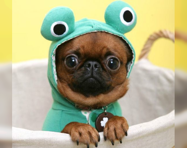 Canine Comedy: Dogs Rocking Hilarious Costumes