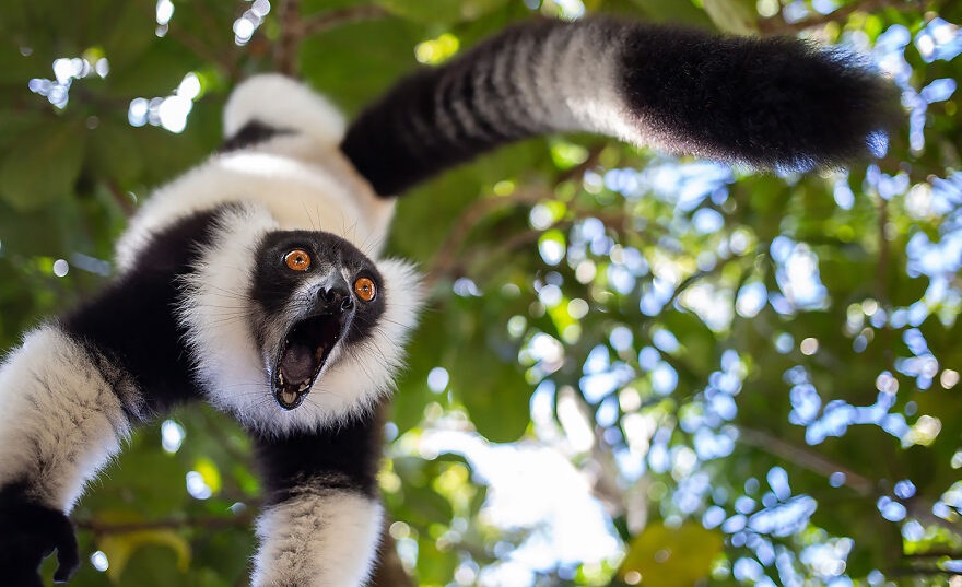 In the Blink of an Eye: Stunning Moments in the Animal World