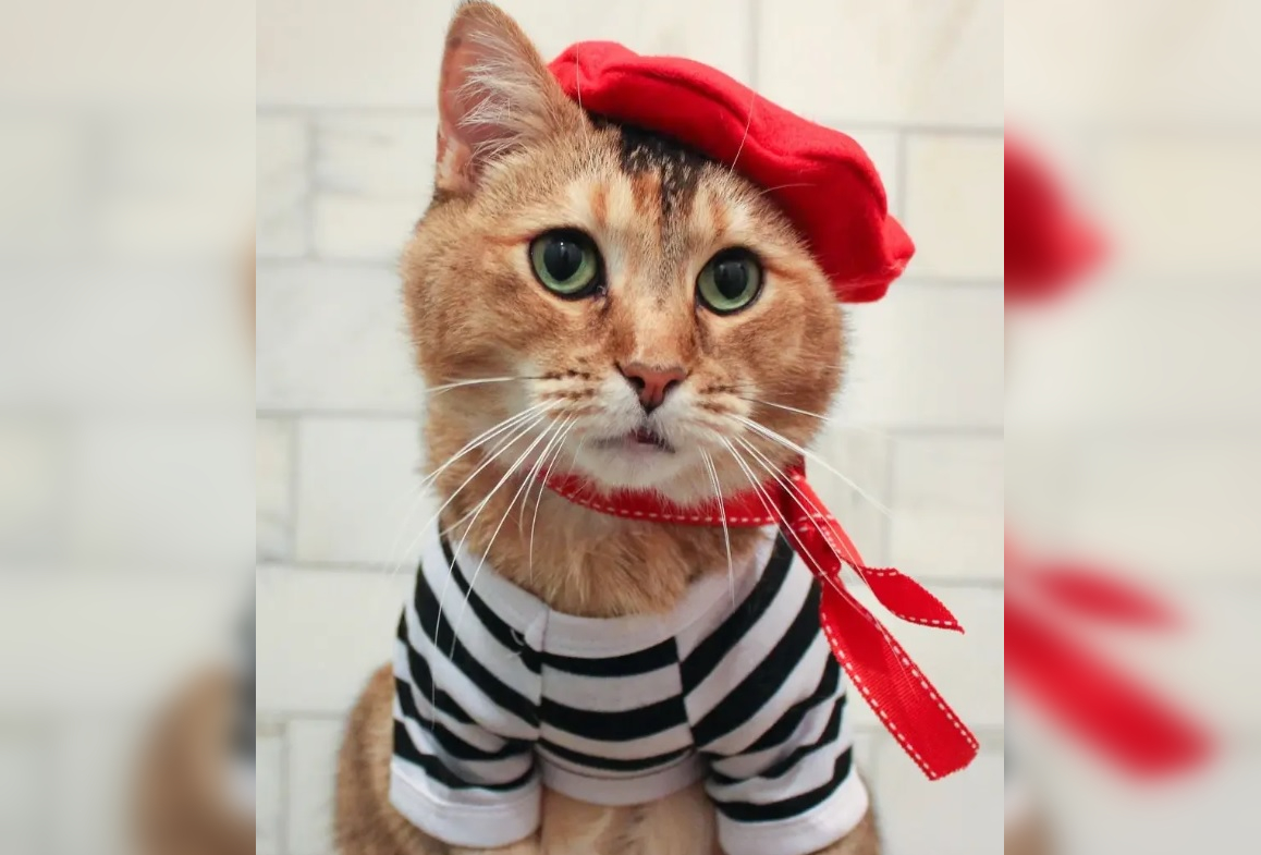 Cats in Character: Whiskered Wonders in Costume Capers