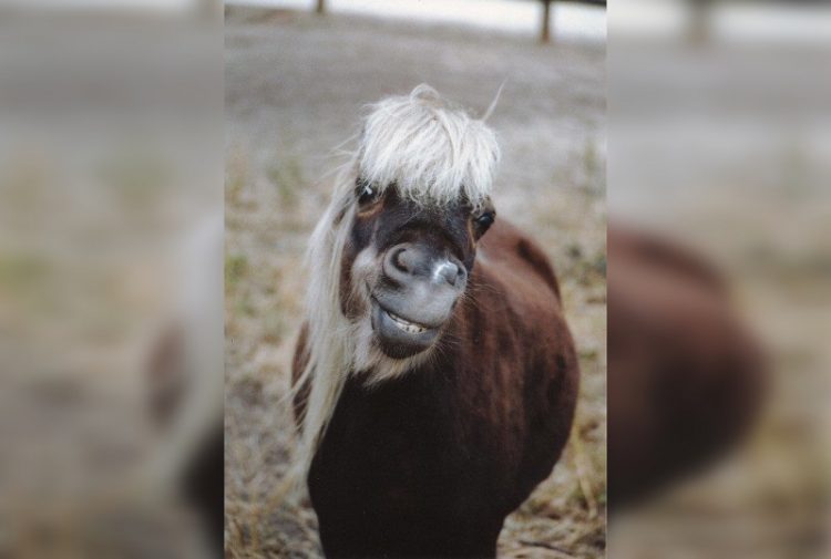 smiling animals