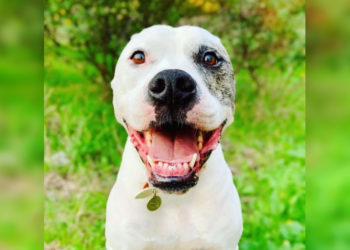 Животные-лицедеи, 40 забавных снимков