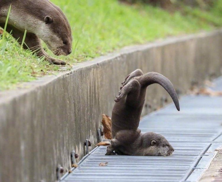 Funny and Fur-tastic: The Most Amusing Animals You'll Ever See