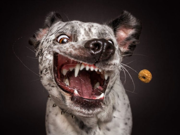 50 забавных фотографий собак