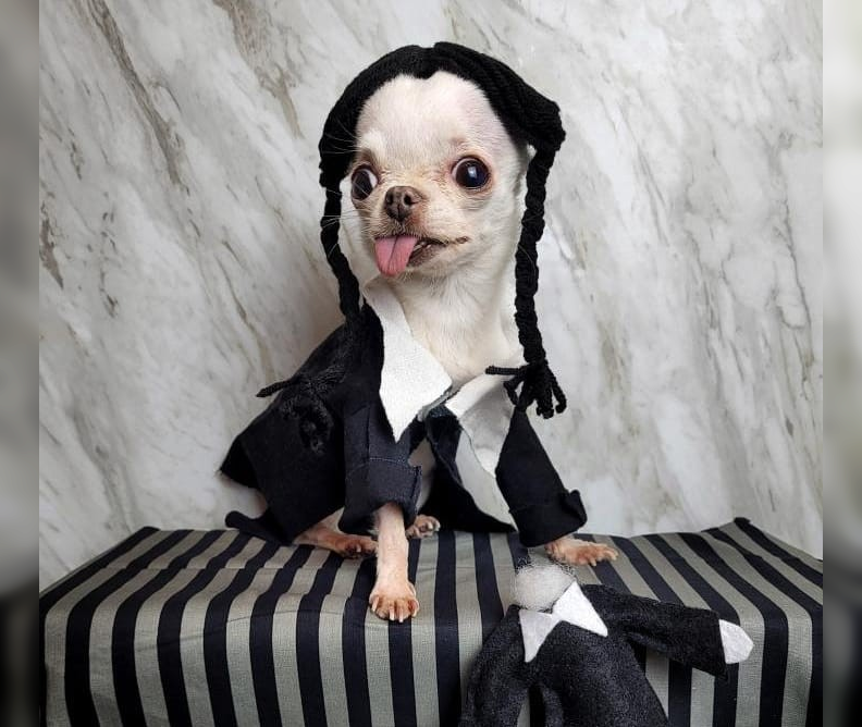 Canine Comedy: Dogs Rocking Hilarious Costumes