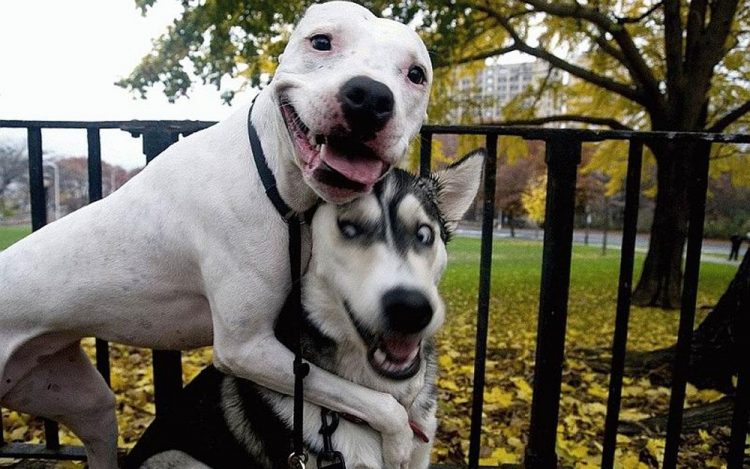 Smile with the Furry Stars: Side-Splitting Funny Dog Pics