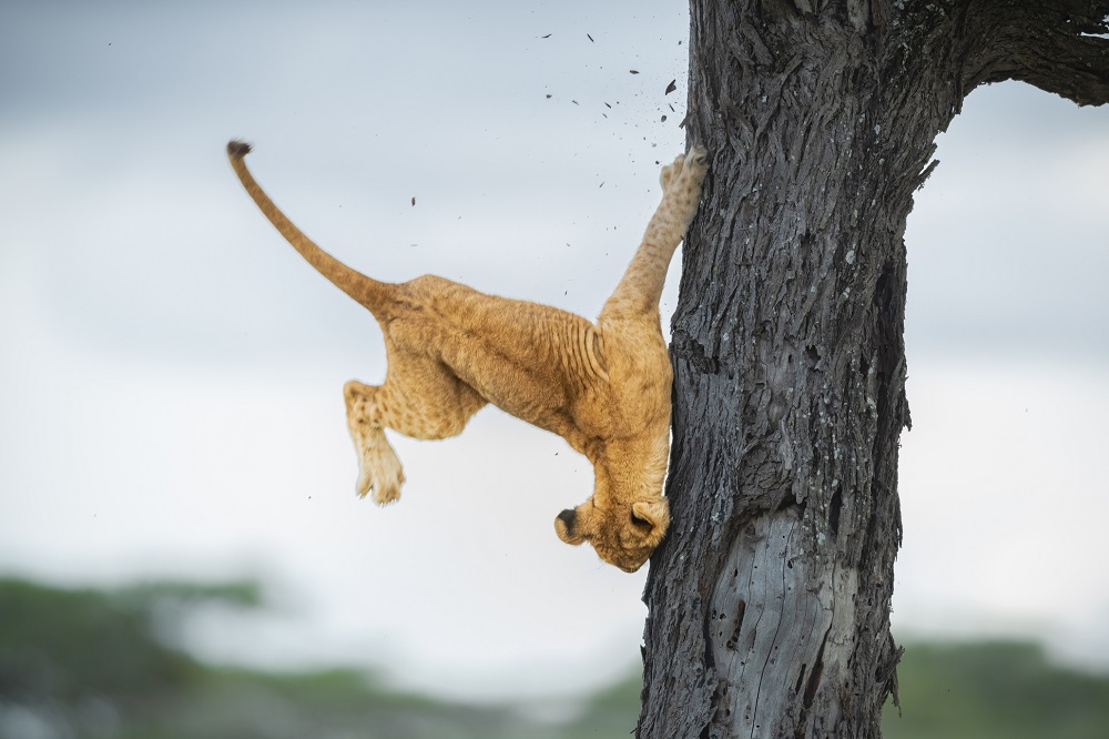 In the Blink of an Eye: Stunning Moments in the Animal World