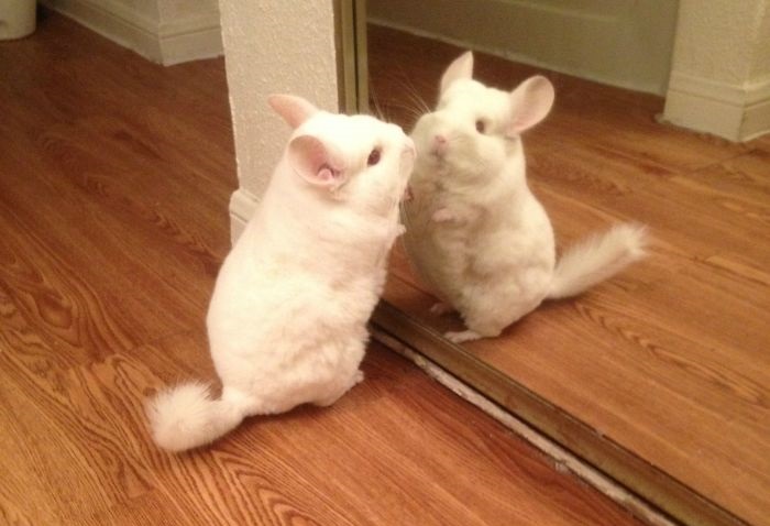 animal mirror