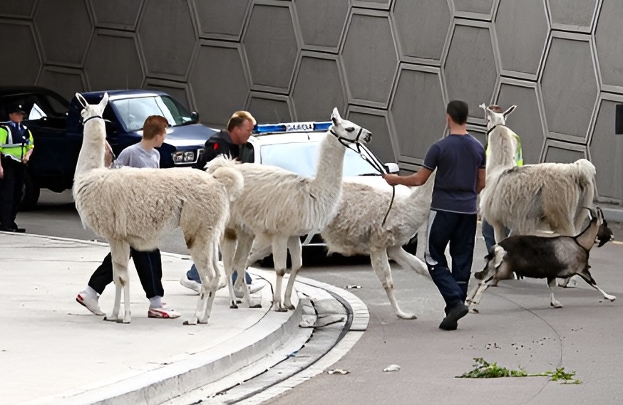 Roadside Bloopers: Funny and Unusual Road Encounters