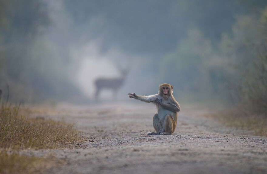 In the Blink of an Eye: Stunning Moments in the Animal World