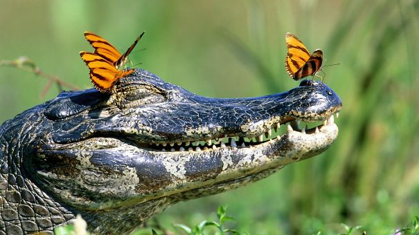 smiling animals