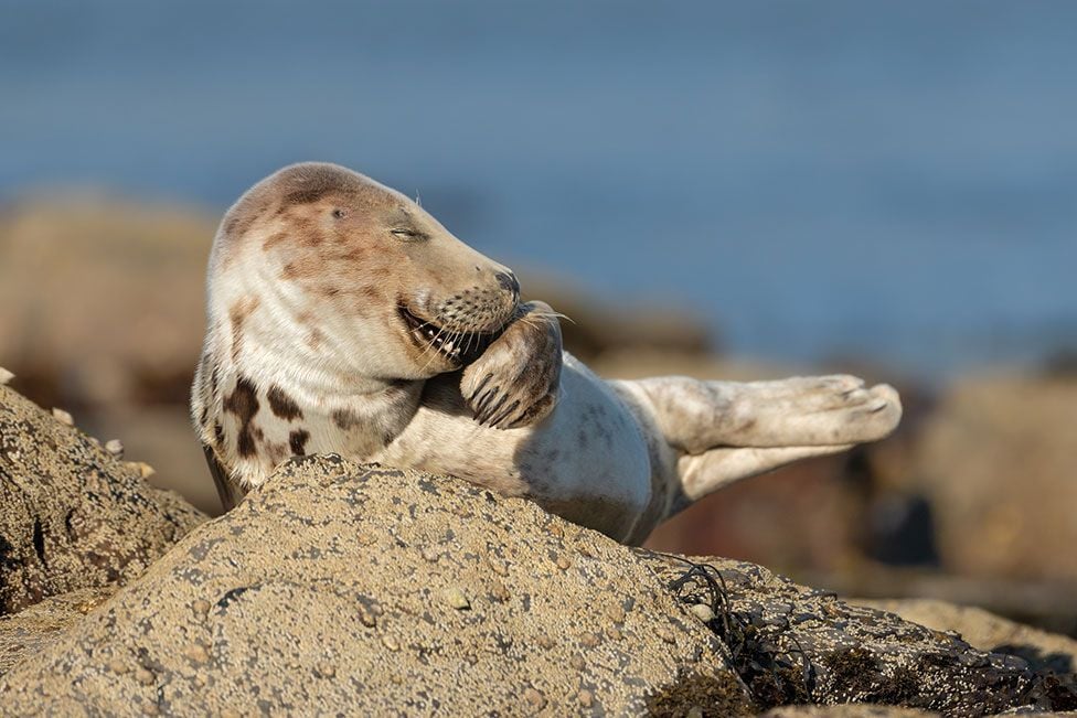 In the Blink of an Eye: Stunning Moments in the Animal World