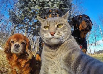 Забавные фото животных, сделанные в нужный момент