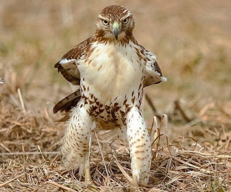 Incredibly Funny Photos of Birds