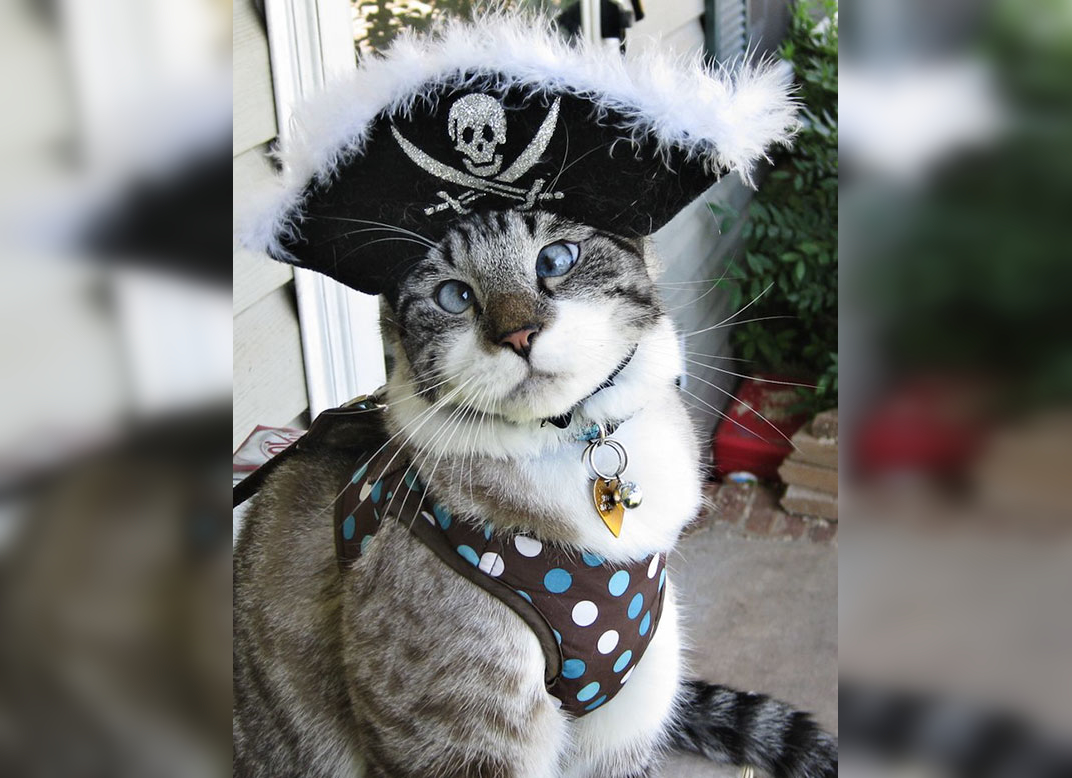 Cats in Character: Whiskered Wonders in Costume Capers