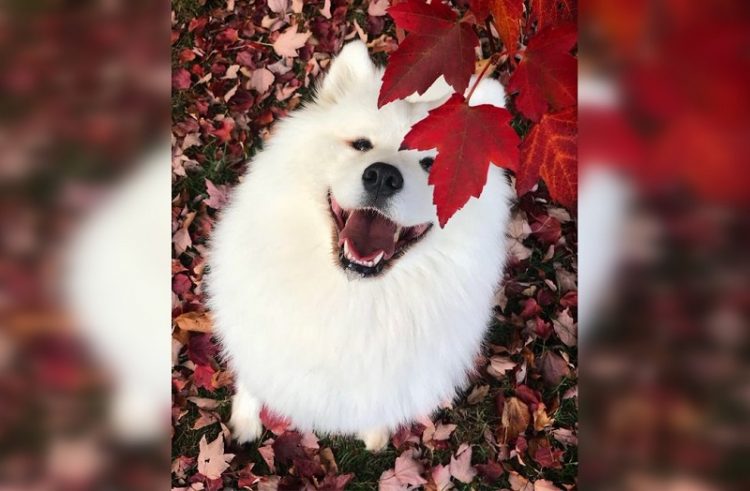 smiling animals