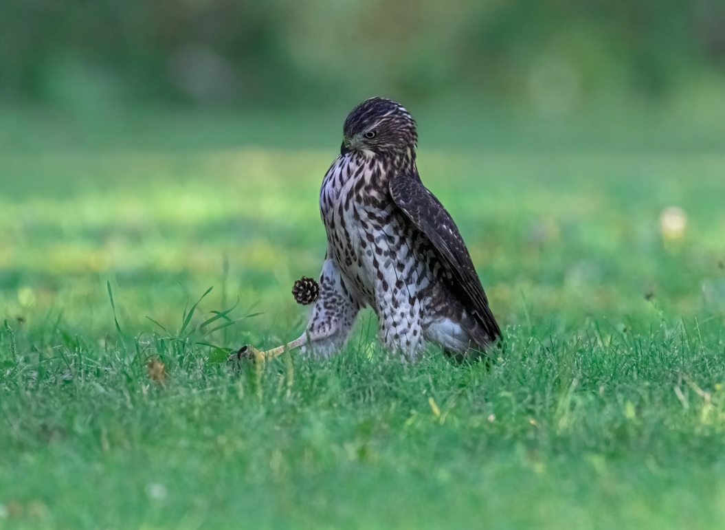 In the Blink of an Eye: Stunning Moments in the Animal World