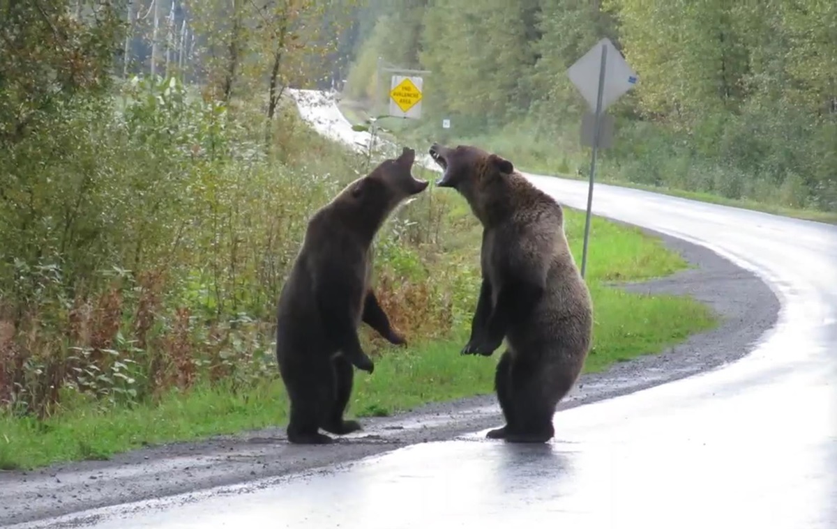 Roadside Bloopers: Funny and Unusual Road Encounters