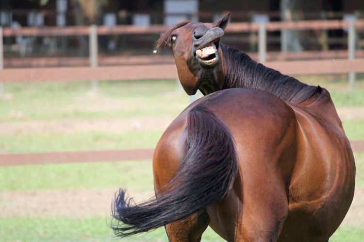 Funny and Fur-tastic: The Most Amusing Animals You'll Ever See