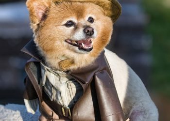 Смешные питомцы в классных нарядах: 35 фото