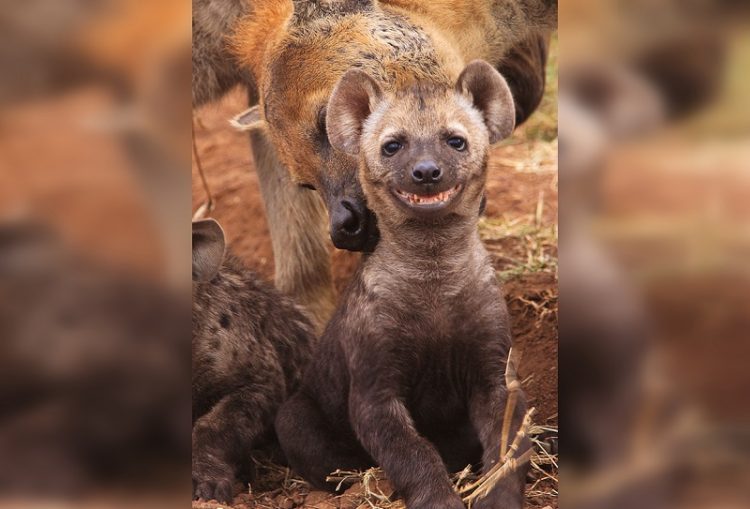 smiling animals