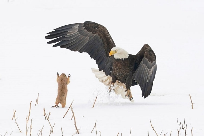 In the Blink of an Eye: Stunning Moments in the Animal World