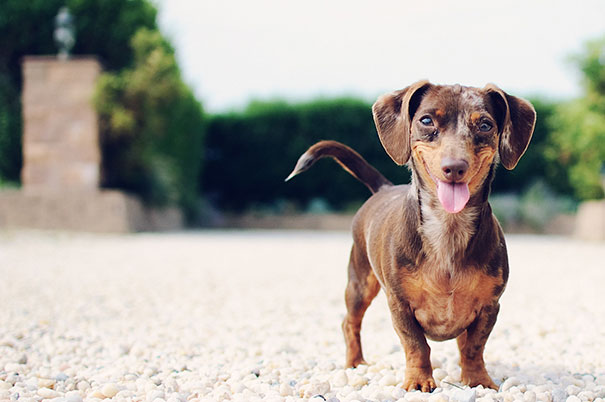 smiling animals