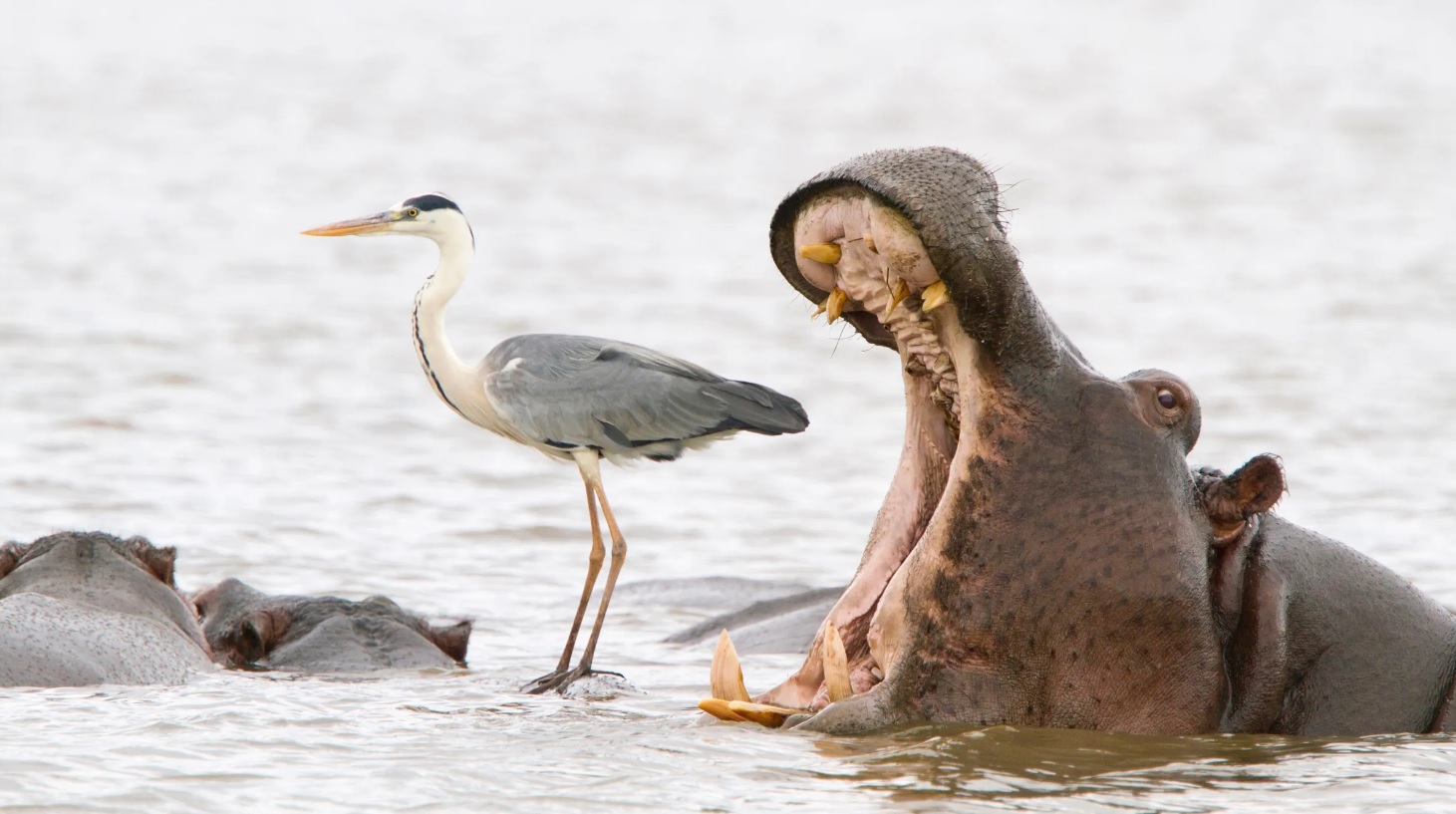 In the Blink of an Eye: Stunning Moments in the Animal World