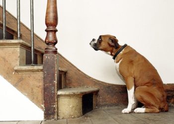 нелепые законы