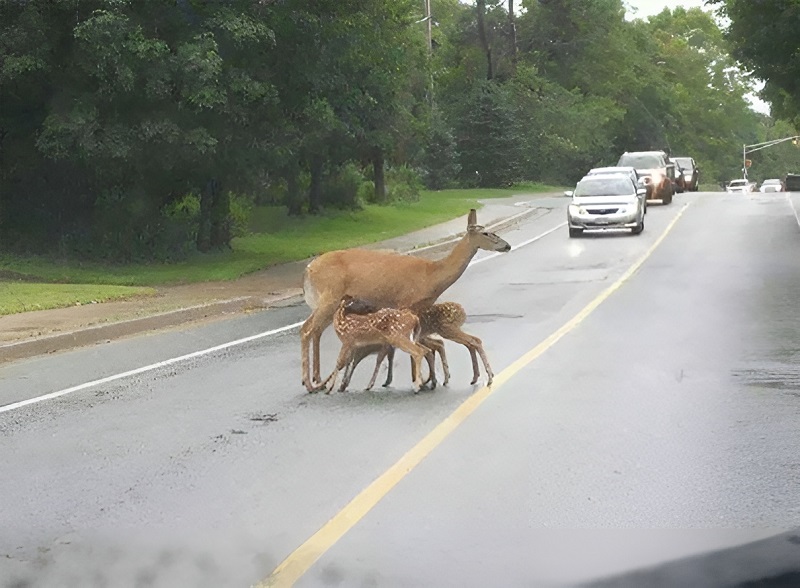 Roadside Bloopers: Funny and Unusual Road Encounters