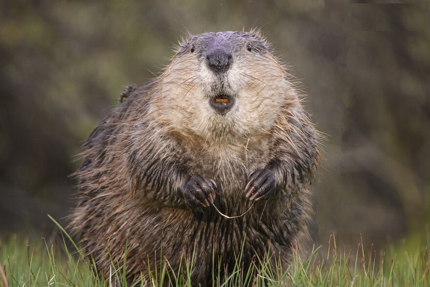 In the Blink of an Eye: Stunning Moments in the Animal World