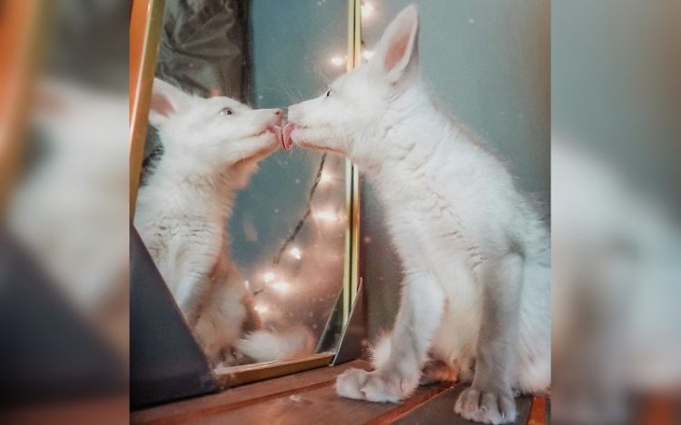 animal mirror