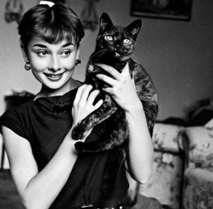 Audrey Hepburn zvozdy Gollivuda i ikh koshki