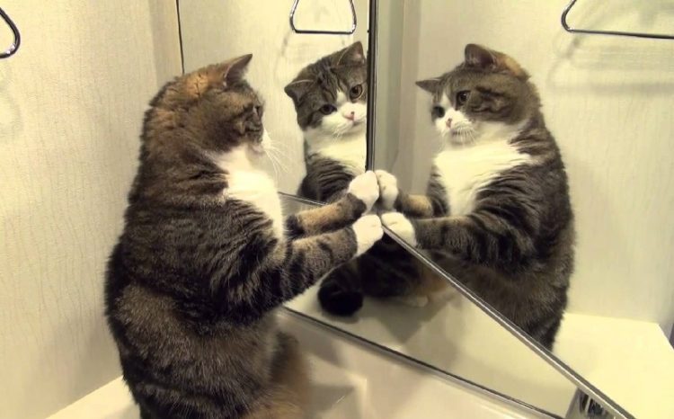 animal mirror