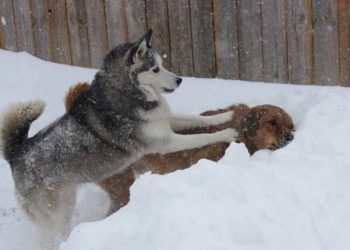 Хвостатые шкодники, которых поймали на месте преступления: 30 снимков
