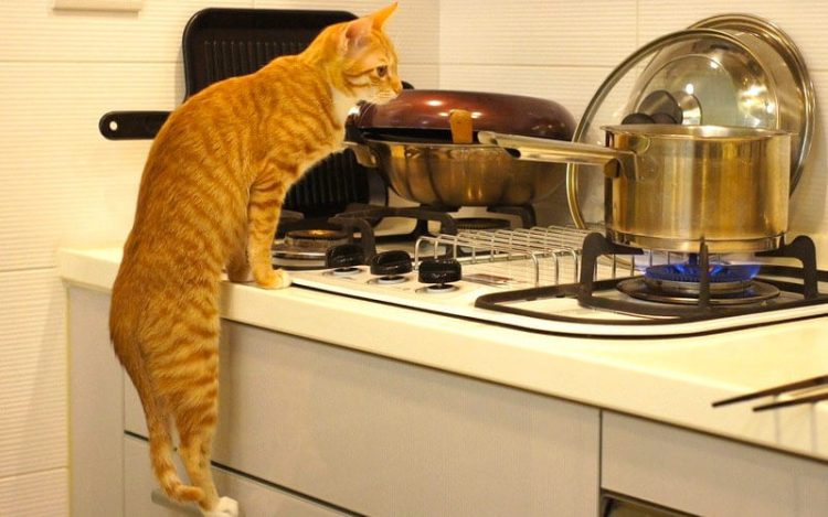 Зачем нужны коты в хозяйстве: 50 убедительных фотообъяснений