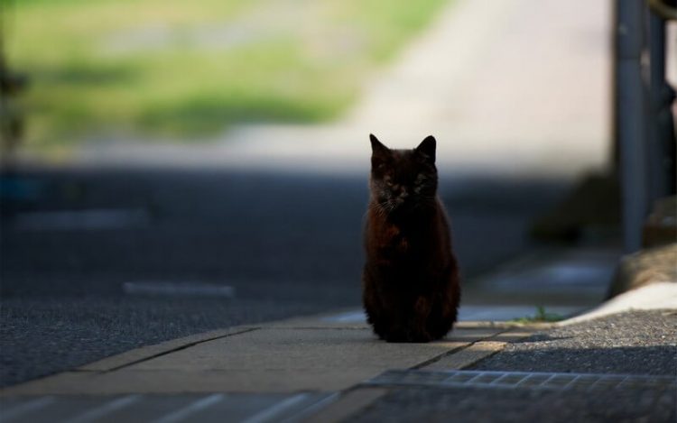 Зачем нужны коты в хозяйстве: 50 убедительных фотообъяснений