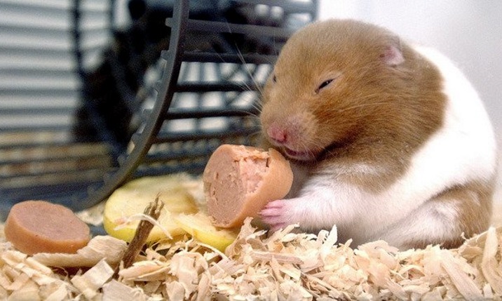 Смешные снимки животных, которые плевали на диету