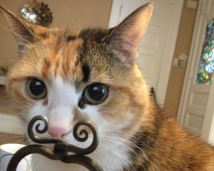 50 смешных фото кошек, сделанных в идеальный момент