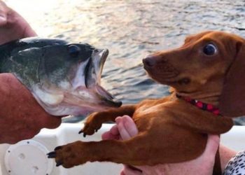 30 смешных собак, которые что-то учудили