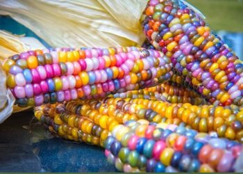 25 необычных фото, которые вас удивят