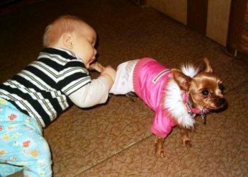 Дети и домашние питомцы, которые ненадолго остались одни
