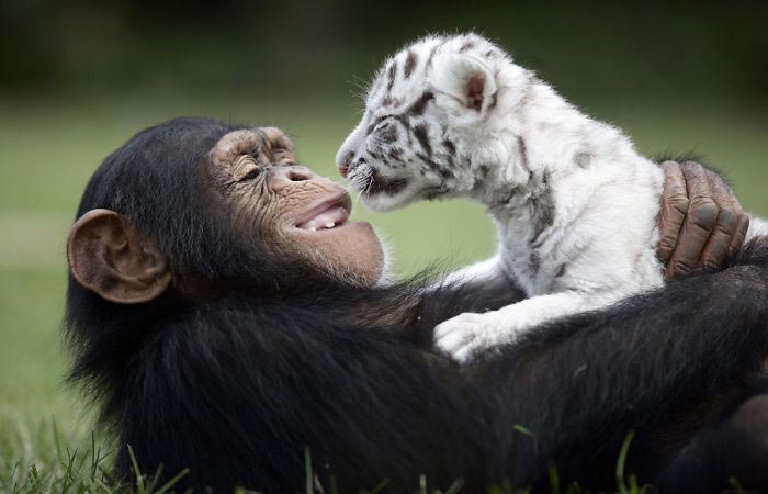30 фотопримеров трогательной дружбы между животными
