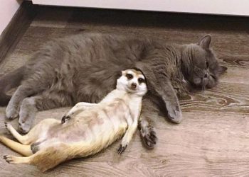 30 фотопримеров трогательной дружбы между животными